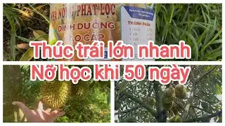 Thúc trái mau lớn nỡ học công thức đi phân gốc 50-60 ngày 