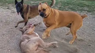 American Bully vs Cane Corso at dogpark