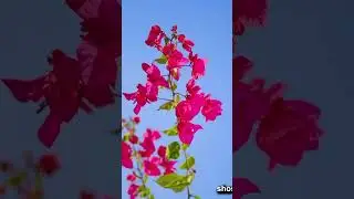 Flowers full video 🌹🌹🌺