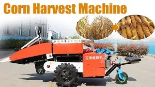 Corn Harvester Machine Test: Cutting & Collecting Corn in Narrow Rows 🚜💨Contact: +8617703863868