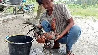 CARA..!! Mangairi Ayam 