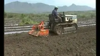 Giallo e verde il melone di Sicilia