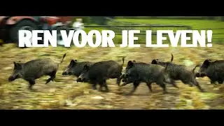 Bizar wat hier uit de mais komt! | mais hakselen Ede
