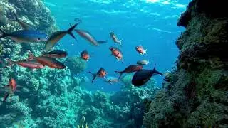 Relaxing Music with Amazing Nature Scenery HD Video 1080p