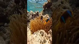 Nurkowanie w Marsa Alam #marsaalam #egipt #nurkowanie #underwaterphotography