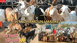 BIGGEST BAKRA MANDI 2025| WYNDHAMGUNJ MARKET LIVE UPDATE 3 MAR 2025|