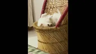 @Lovelypuppy_1