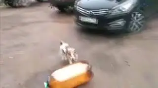 Dog OOF but with JoJo.