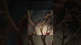 basket star  by facts ocean        #factzocean #shorts  #facts