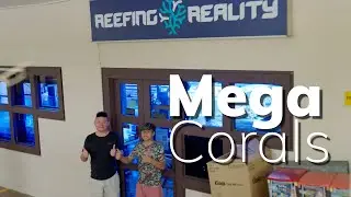 Visit to Reefing Reality Singapore: Massive 10 ft FULL SPS reef tank, biggest so far!