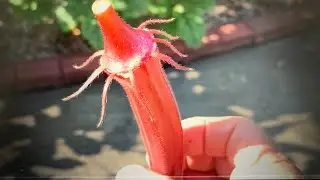 A word about my red okra and Airbnb