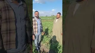 بسله نوفابلس عمر ٦٥ يوم عقد وتزهير بخلاف الكيماوي