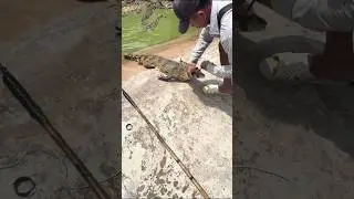Crocodile hunting🔥 #trending #viralvideo #fyp #crocodile #hunting