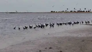 SENEGAL - OISEAUX A SIMAL