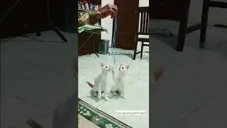 #Cat playing with dad 🐈