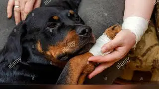 علاج أعراض فيروس #بارفو  Traitement symptomatique du #parvovirose Chien#Rottweiler#Malinois#Maroc#