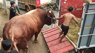 Sapi 3 Ekor 1 Ton Up Semua | Kirim Jakarta Selatan | Sapi Qurban