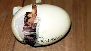 Birth of Chicken Chick Short video ||  Hen harvesting eggs to chicks Shorts