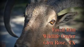 Fossil Rim Wildlife Center