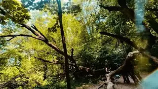 Unleashing the Wild: Immersive FPV Journey through Enchanting Forests