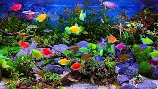 Deep Sleep Instantly in 5 Minutes 🌙 4K Aquarium Fish Sounds for Insomnia & Anxiety Relief