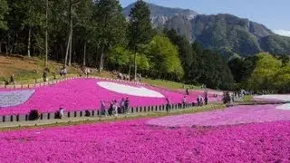 Розовый мох в парке Хицузияма.Shibazakura(Moss Pink)