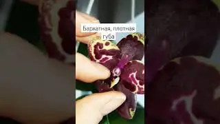 Yaphon BLACK ROSE  #орхидеи #blackrose #orchids