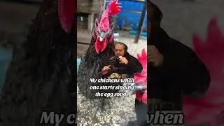 #likeandfollow #chickenkeeping #raisingchickens #chickens #npip