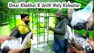 Umar Khokhar K Bazi Maker Kabootar | Hashim Mahmood Pigeons 