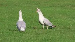 Herring Gull pair bonding and long-calling