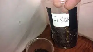 Cannabis seed sprouts