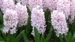 Hyacinth 'China Pink' - FarmerGracy.co.uk