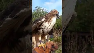 CLOSE-UP ON BEAUTIFUL RED TAILED HAWK!