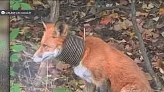 Delco community trying to rescue fox with pipe stuck around its neck