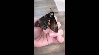 Death Head Hawk Moth - Squeaking Sounds