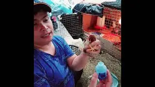 CLON/H120 vaccine para sa ating mga day old na mga sisiw #chicksvaccine #chickenvaccine #chicken