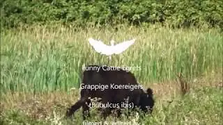 Funny Cattle Egrets / Grappige Koereigers (Bubulcus Ibis)