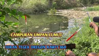 CAMPURAN UMPAN LUMUT VS JORAN TEGEK OREGON RAWIT 360‼️MANCING IKAN NILA