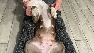 Scarlet gives birth on day 63 litter#2 //Dorianspets