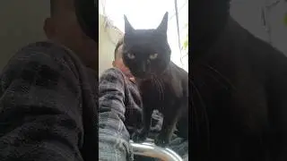 #cat #nature