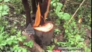 Sandal Wood mafia active in Marayur