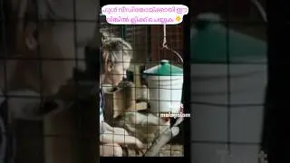 ബ്രോയിലർ കോഴിയുടെ ചരിത്രം Anoop Benny