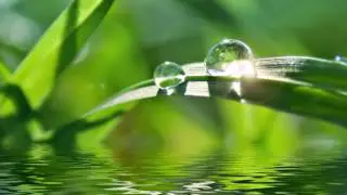 Nước mắt rơi - Phạm Duy - Thu Vàng