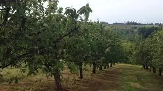 Farm Cherry Picking at Dundee Oregon- Super cheap and Not crowded!