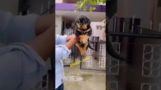 too top quality Rottweiler puppies for sale very low price:-5500/-only // contact number:-7095181330