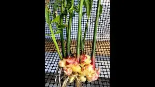 Baby Ginger - What It Is and How To Use It