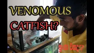 STUNG BY VENOMOUS CATFISH