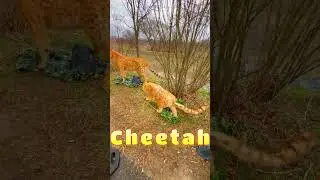 Meet the Speedy Cheetahs!