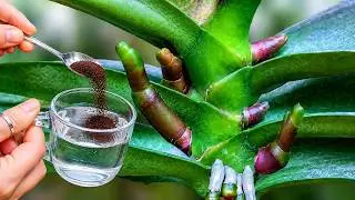 Just coffee! Orchids Grow Hundreds of New Roots and Bloom Like Crazy!