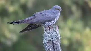 Common Cuckoo at Leeds Wildlife Photography Hide